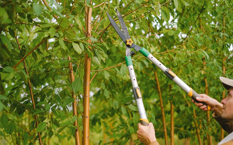Tree trimming in Clyman, WI